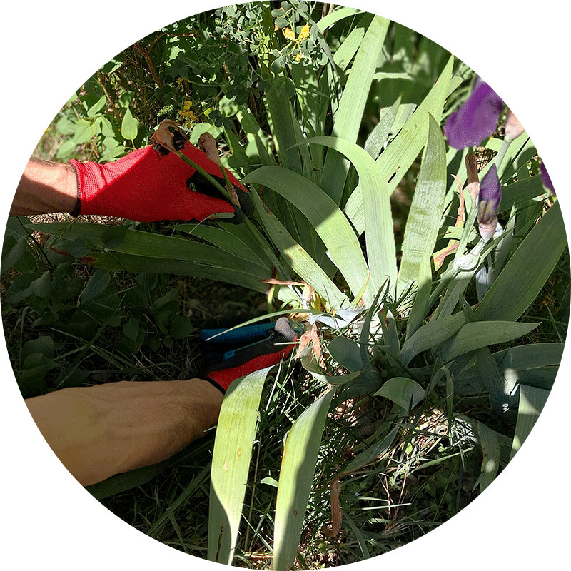 entretien jardin