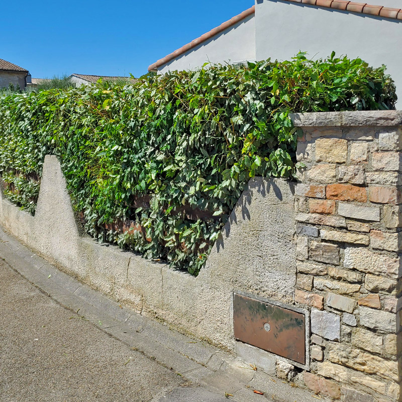 haie eleagnus aprés