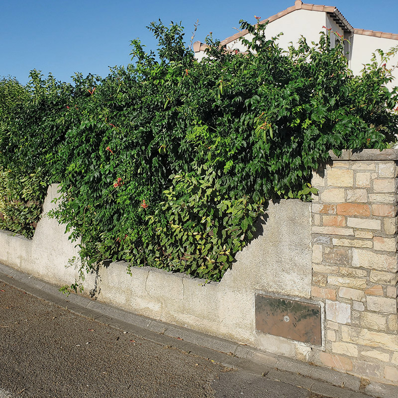 haie eleagnus avant