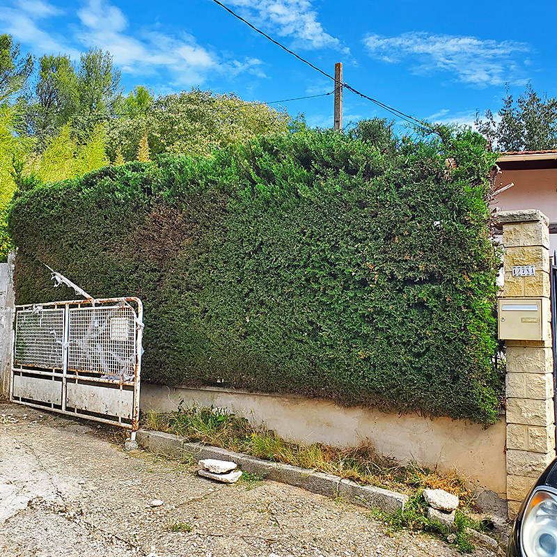haie thuyas aprés