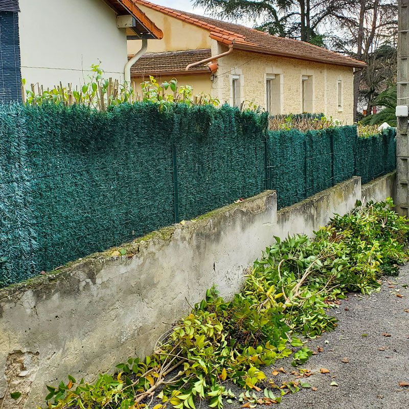 haie troène aprés