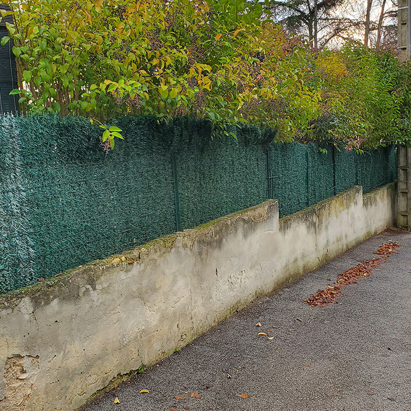 haie troène avant
