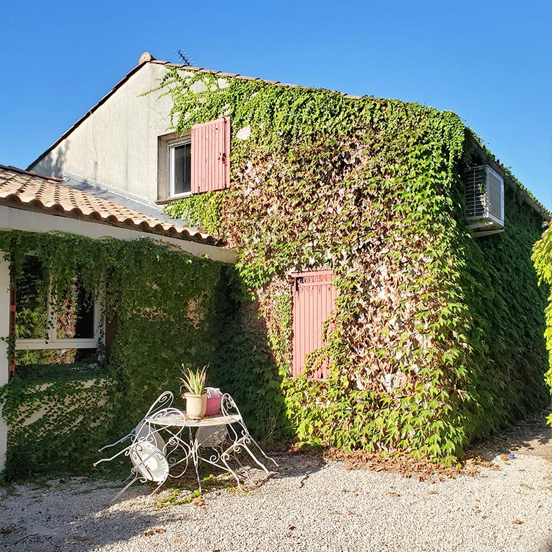 vigne vierge avant